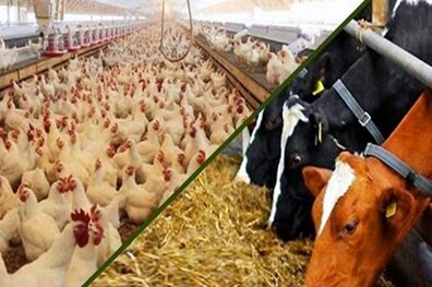 توزیع 30 هزار تن نهاده دامی به واحدهای تولیدی