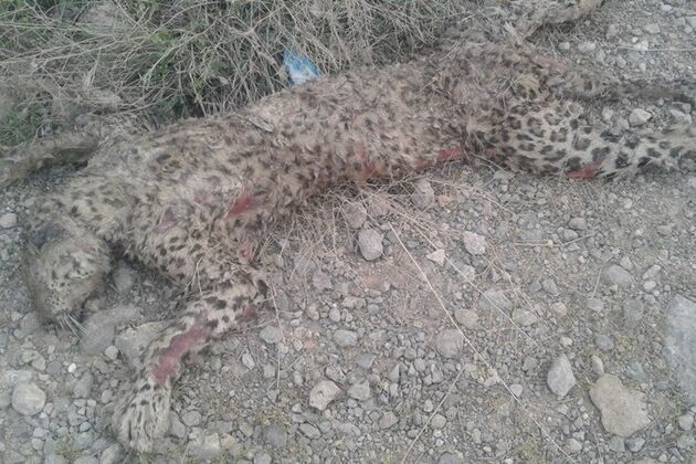 مرگ پلنگ دنا خارج از مناطق حفاظت شده بود