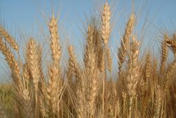 هدف‌گذاری برای تولید ۱۲.۶ میلیون تن گندم