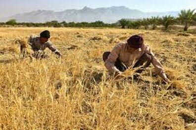 بانک کشاورزی 45000 میلیارد ریال بهای گندم را به حساب کشاورزان واریز کرد