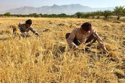 قیمت خرید تضمینی گندم برای سال زراعی جدید ۱۳ هزار تومان تعیین شد