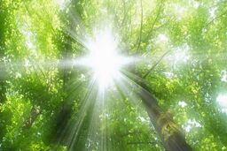 مزایای شگفت انگیز نور خورشید