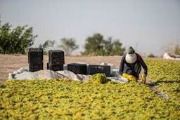 پرداخت 141 میلیارد ریال تسهیلات سرمایه ای توسط بانک کشاورزی استان چهارمحال و بختیاری 