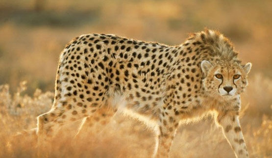 آخرین آمارها از تعداد یوزپلنگ ایرانی