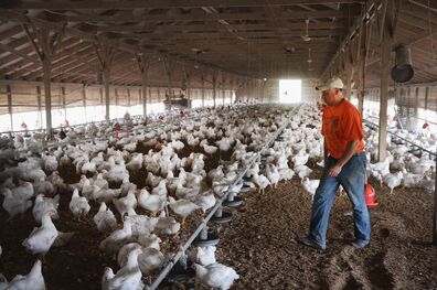  آغاز پرداخت 10 هزار میلیارد تومان تسهیلات به دامدار و مرغدار
