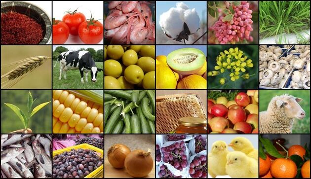 قیمت گوشت مرغ 5.5، لبنیات 4 و تخم مرغ 13 درصد افزایش یافت