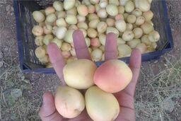 جشنواره گردشگری زردآلوی بسطام برگزار می‌شود