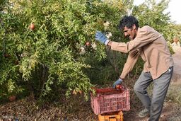 6 هزار هکتار از باغات در استان سمنان تحت پوشش بیمه کشاورزی قرار گرفتند