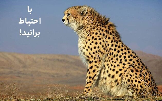 آیا «ایران» مجدد باردار می‌شود؟