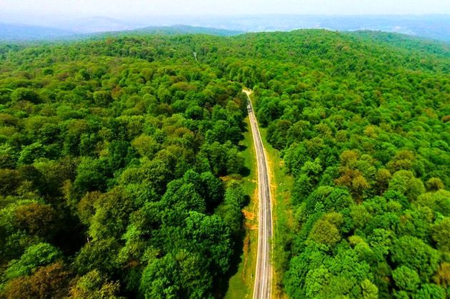 قدرت جذب دی‌اکسیدکربن در گیاهان افزایش یافته است

