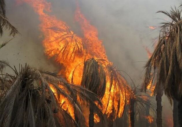 220 نخل خرما در پی وقوع آتش‌سوزی در سراوان به "خاکستر" تبدیل شد