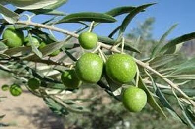 توسعه باغات زیتون در اراضی شیب‌دار زنجان
