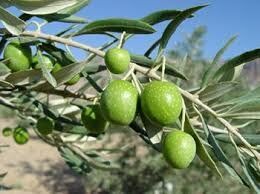 توسعه باغات زیتون در اراضی شیب‌دار زنجان