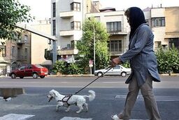 ممنوعیت سگ گردانی در لواسانات