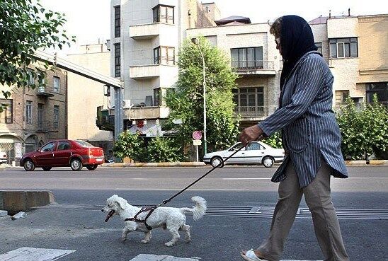 ممنوعیت سگ گردانی در لواسانات