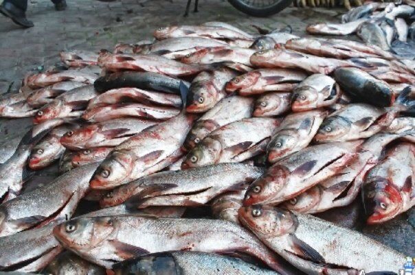 اعلام آمادگی ۲۰۰ شرکت دانش‌بنیان برای رفع نیازهای صنعت آبزی‌پروری