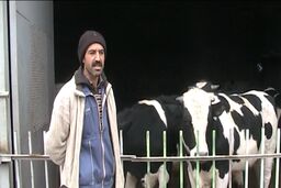 بیش از 138 هزار واحد دامی در استان سمنان تحت پوشش بیمه کشاورزی قرار گرفتند
