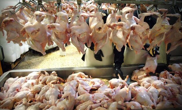 ممنوعیت فروش مرغ با قیمت بالای 11500