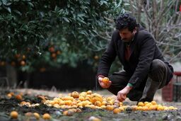 پرداخت923میلیارد ریال تسهیلات باغداری در شعب بانک کشاورزی استان آذربایجان شرقی