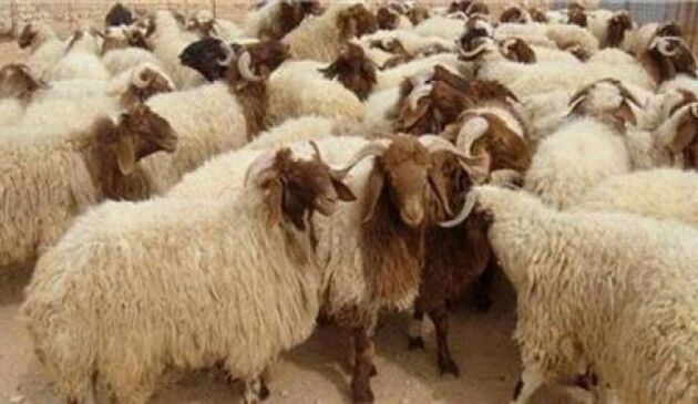 صهیونیست‌ها به گوسفندها هم رحم نکردند
