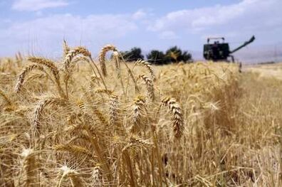 جهانگیری مصوبه نحوه خرید تضمینی گندم برای سال 1396 را ابلاغ کرد