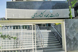 اقدام غیرمسئولانه وزارت جهاد در مورد مرغ