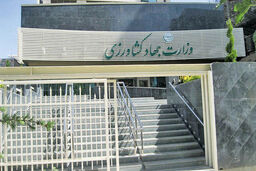 اقدام غیرمسئولانه وزارت جهاد در مورد مرغ