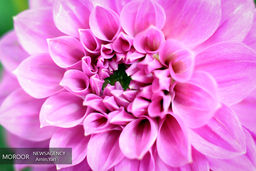 نمایشگاه بین المللی گل و گیاه تهران