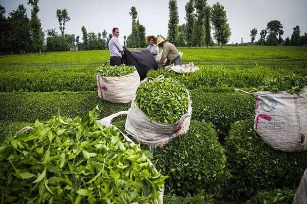 واردات چای ۶۲ درصد کاهش یافت
