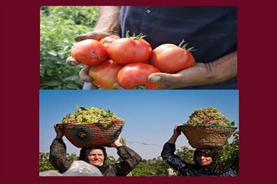 جشنواره های نگین سرخ جالیز و خوشه های زرین ویژه گوجه کاران و باغداران انگور استان قزوین