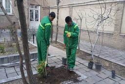 کاشت درخت رایگان در منازل شهروندان 