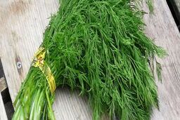  بهبود سیستم ایمنی و دستگاه تنفسی با شوید