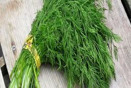  بهبود سیستم ایمنی و دستگاه تنفسی با شوید