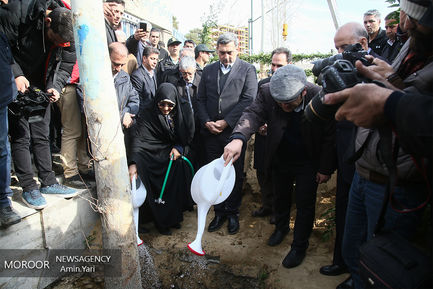 ساماندهی و احیا درختان خیابان ولیعصر (عج)