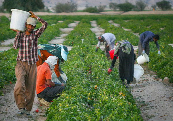 پوشش 146 هزار هکتار از اراضی اصفهان توسط صندوق بیمه کشاورزی 