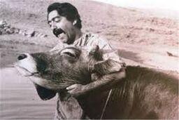 نقدوبررسی فیلم سینمایی گاو با حضور داریوش مهرجویی